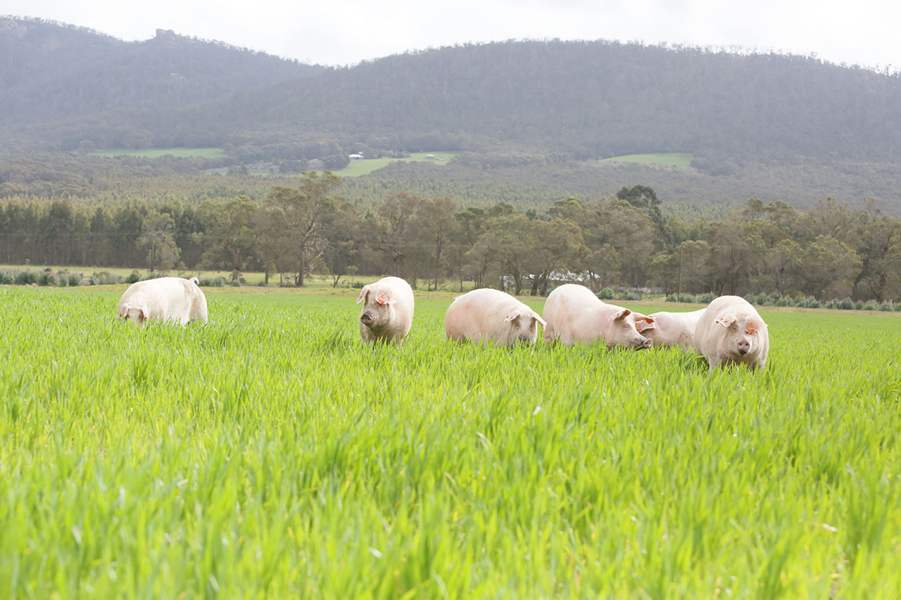 MZ_L4567 Linley Valley Pork